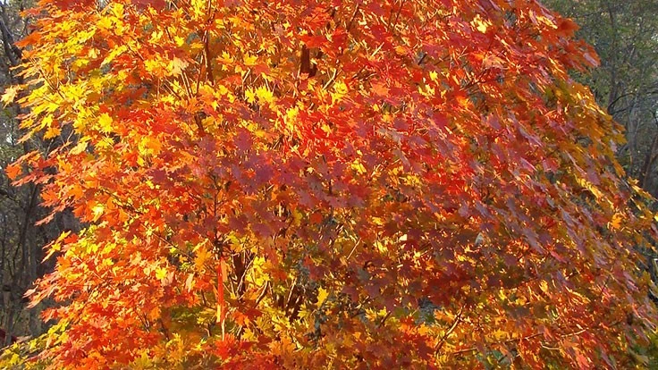 Acer saccharum Powder Keg® Sugar Maple