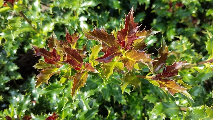 Ilex x meservae Mademoiselle™ ‘Madez’ PPAF