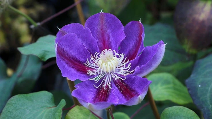 Clematis Pacific Cup