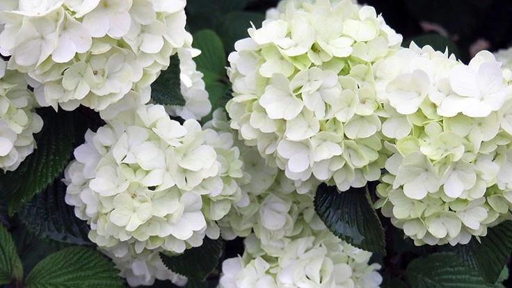 Opening Day viburnum