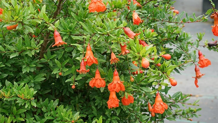 Peppy Le Pom Punica granatum