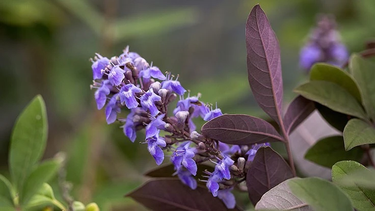 Vitex Flip Side