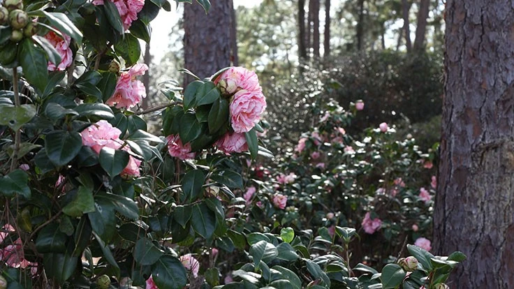 Provided by Cool Planet