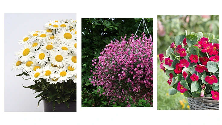 Photos courtesy of Flueroselect