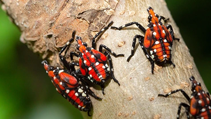 Spotted lanternfly nymphs
