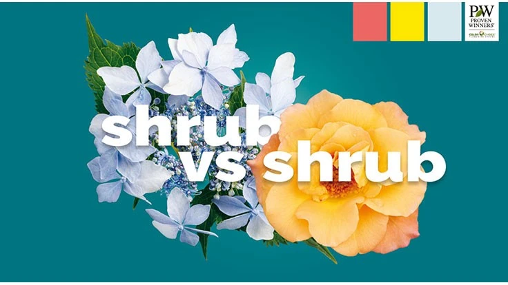 Proven Winners ColorChoice Shrubs