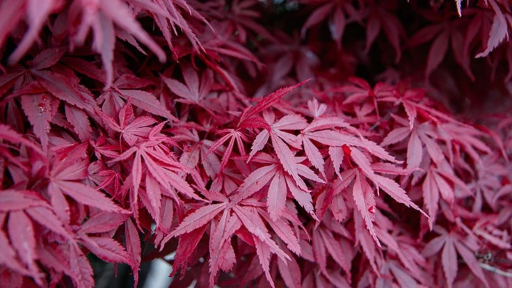 Close-up of red leaves