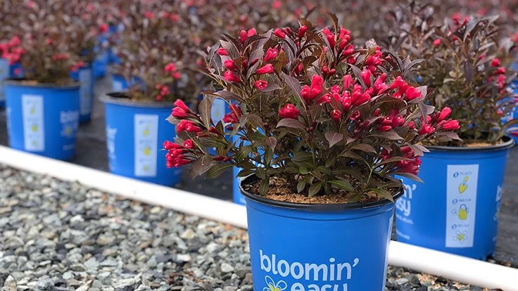 Electric Love weigela