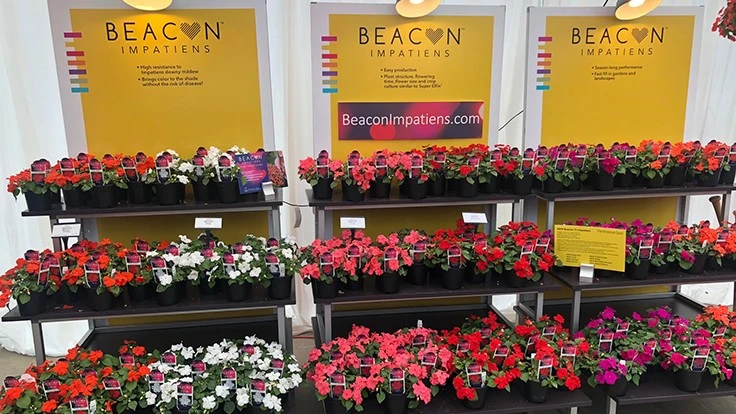 Beacon Impatiens have a high resistance to downy mildew and debuted at the 2019 California Spring Trials.