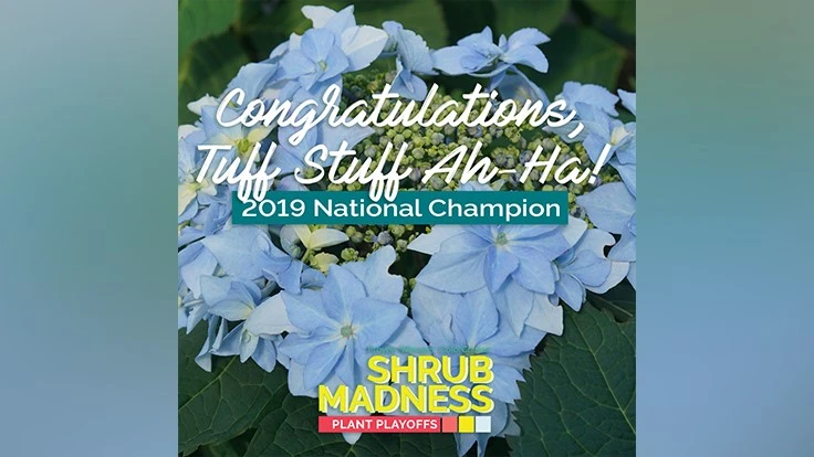 Photo courtesy of Proven Winners