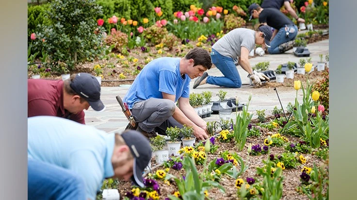 Volunteers participate in the planting day at Reynolda Gardens where they replaced shrubs stricken by boxwood blight.