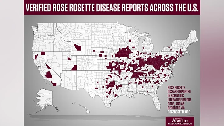 Verified rose rosette disease reports across the U.S. (Texas A&M AgriLife illustration by Gabe Saldana)