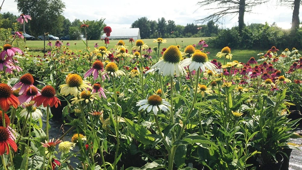 Sunflower field