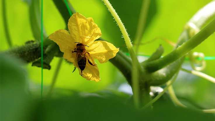 Watcherfox: Adobe Stock