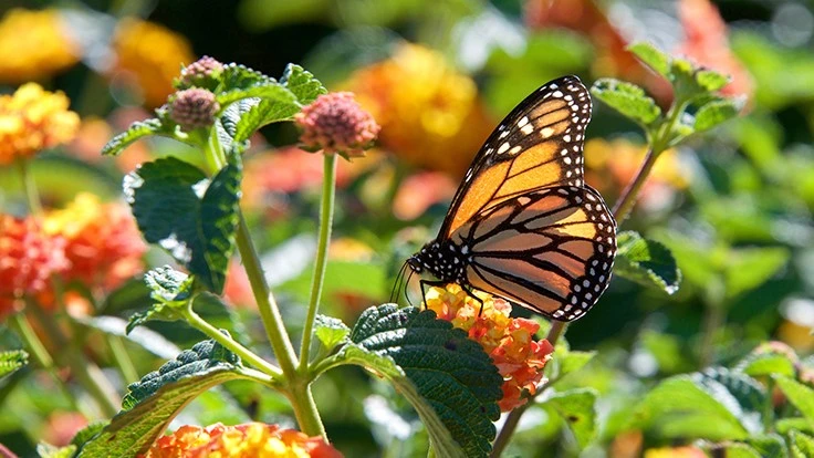 a yellow and black monarch butterfly is perched on a red and yellow flower with green stems and leaves