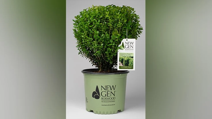 NewGen Freedom Boxwood