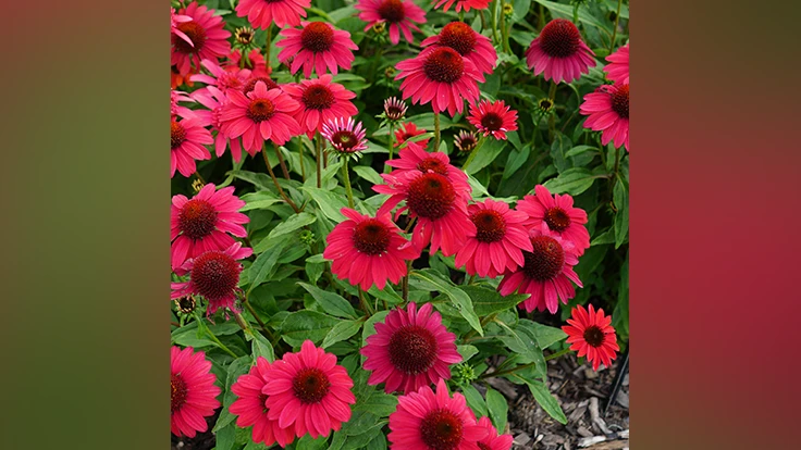 Image courtesy of Darwin Perennials