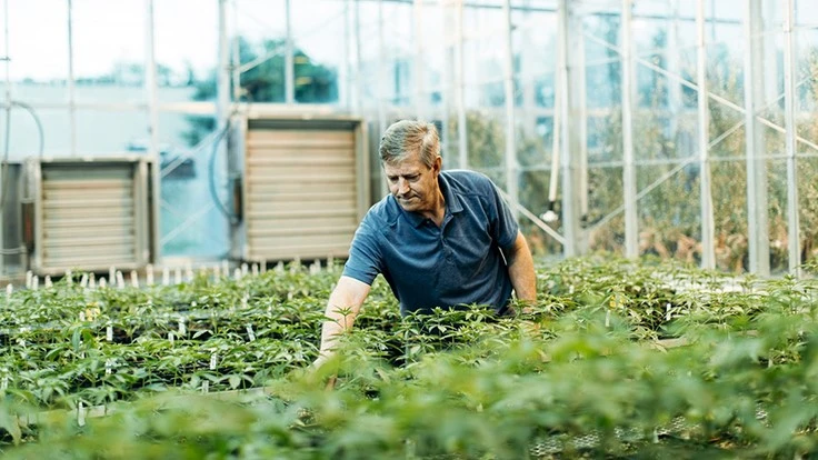 Larry Smart, professor in the Horticulture Section of the School of Integrative Plant Science, in a greenhouse examining industrial hemp.