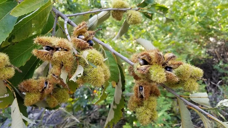 Ozark chinquapin in a test plot.
