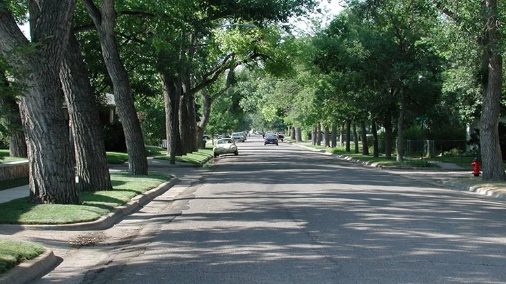 Dallas is serious about protecting its urban trees.