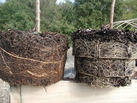Grown in a smooth-sided container (left) vs. a RootMaker air-pruning container (right).