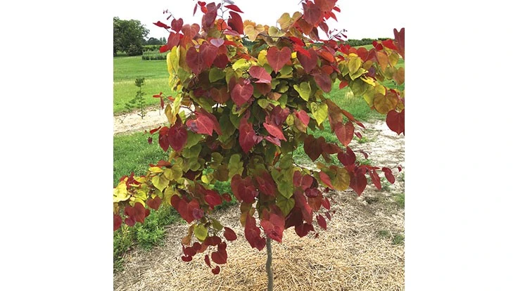 Flame Thrower redbud, introduced by Star Roses and Plants