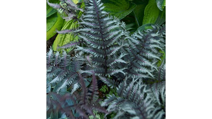 Japanese painted fern 'Crested Surf'