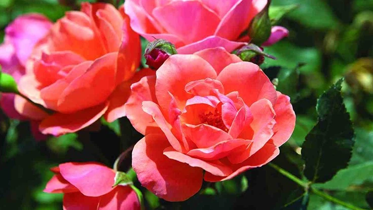 Image courtesy of paulzimmermanroses.com