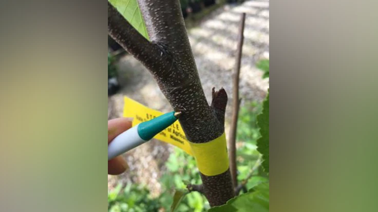 Japanese maple scale (located at the tip of pen point) on river birch found at a Missouri nursery. Close examination is required as the scale can blend in with the bark lenticels and crevices. 