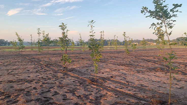 Image courtesy of Gosha Greens.