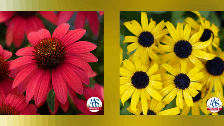 Echinacea Sombrero Baja Burgundy (left) and Rudbeckia x American Gold Rush (right)