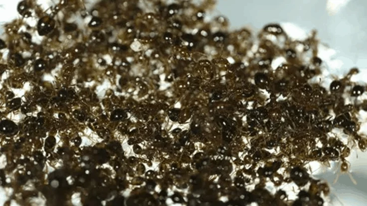 Spinning fire ant raft.