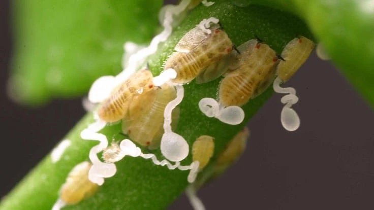 Image courtesy of Citrus Pest & Disease Prevention Program.