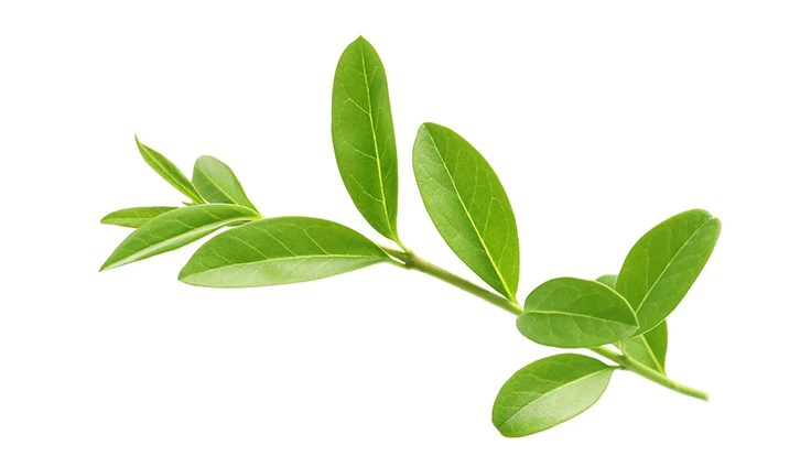 New Africa | Adobe stock