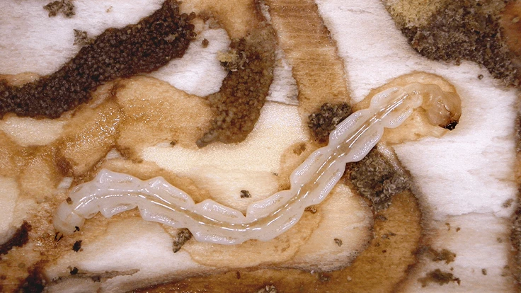 Emerald ash borer larvae