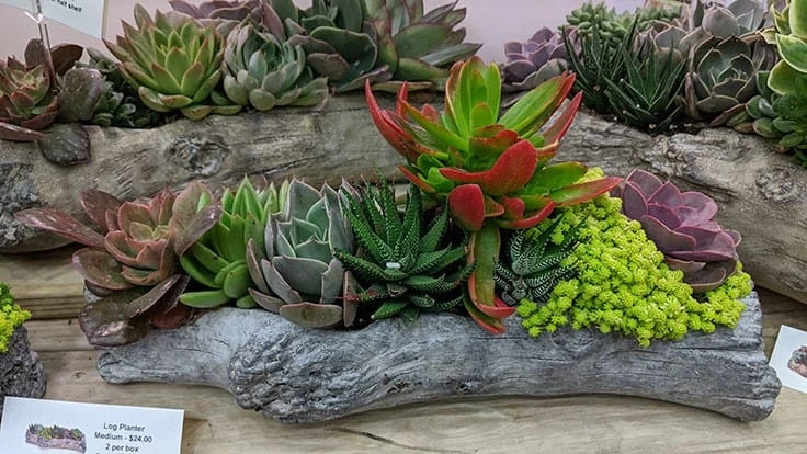 Succulent display from Pope's Plant Farm