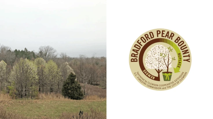 Bradford pear trees.