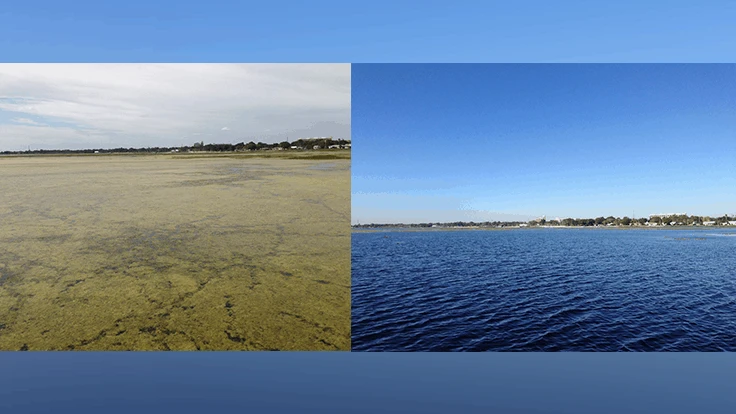 Before (left): Dense hydrilla with filamentous algae before herbicide treatment. After (right): Open water at two weeks after herbicide treatment. 