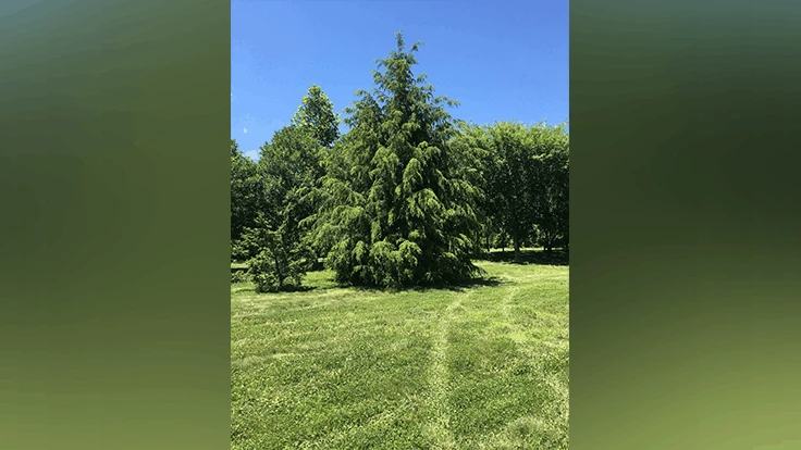 ‘Traveler', a hybrid hemlock, was specifically bred for resistance to hemlock woolly adelgid, and was selected for its graceful symmetrical appearance and slightly weeping habit.