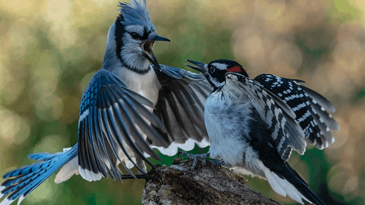Blue jay and hairy woodpecker.