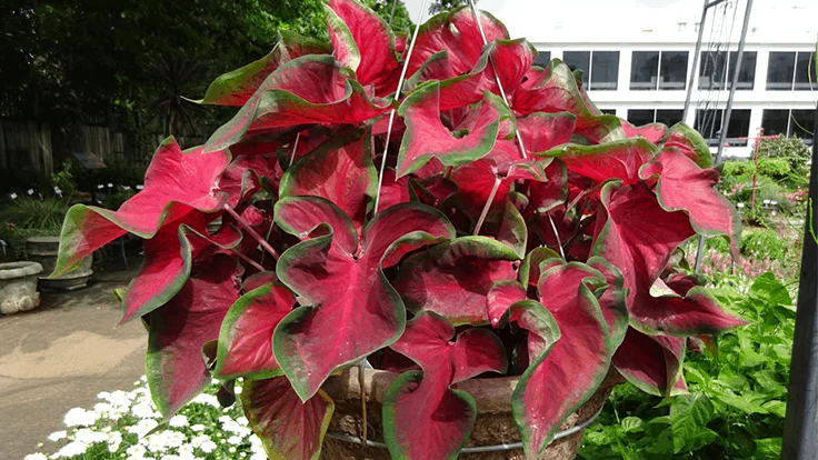 Caladium ‘Hot 2 Trot’ by Classic Caladiums
