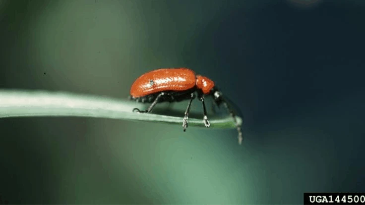 A bright red lily leaf beetle on the tip of a lily leaf.