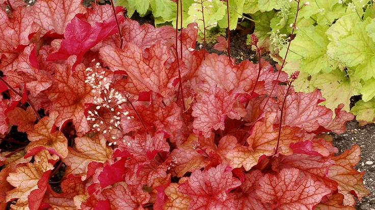 Heuchera 'Paprika'