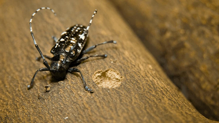 Adult Asian longhorned beetle (ALB) shown on wood, chewing an oviposition site (egg site).