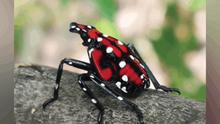 The fourth instar nymph of the spotted lanternfly has distinctive red patches and white spots.