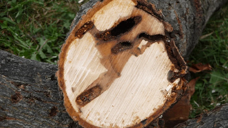 The eradication strategy in South Carolina will be like those used for other ALB infestations in the United States. 