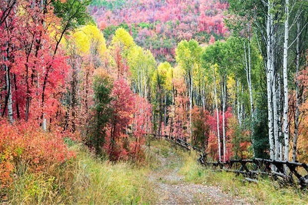Reforesting U.S. forests is needed to fight climate change and recover from wildfires, according to the study's authors.