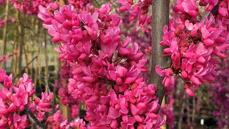 Cercis canadensis ‘Appalachian Red’