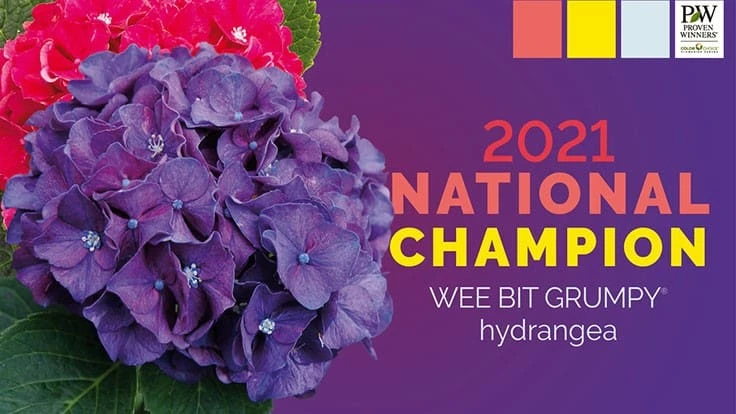 Spring Meadow / Proven Winners ColorChoice