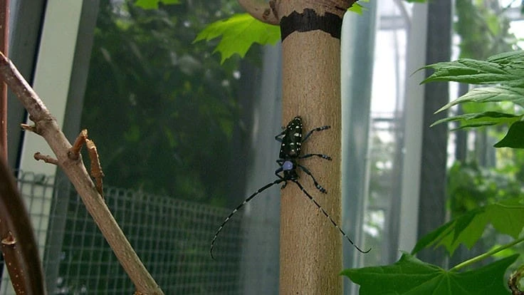 Adult male Asian longhorned beetle marked for study
